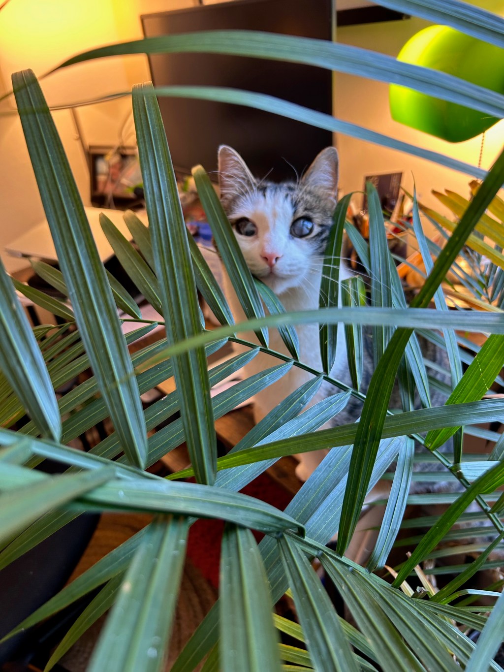 #8: His War on&nbsp;Plants